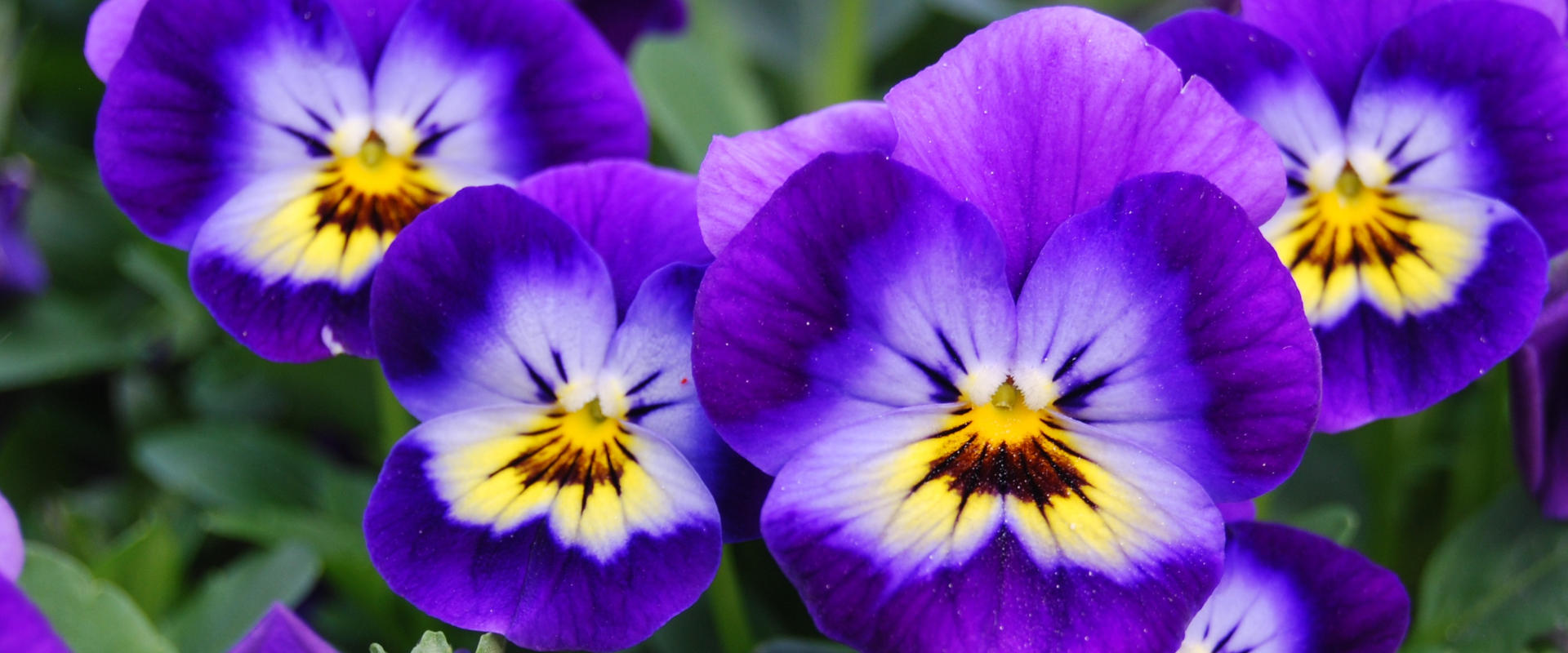 lilla_hornviol_1920x800